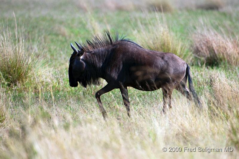 20090613_112403 D300 X1.jpg - Wildebeast in Okavanga Delta, Botswana